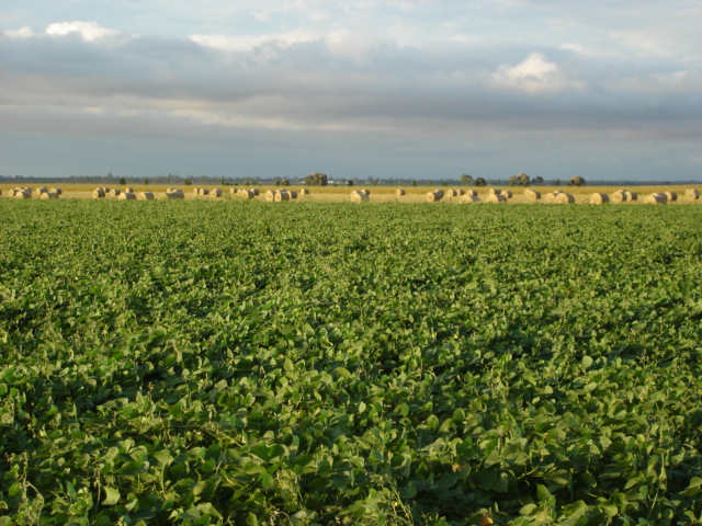 greenlablab & round bales