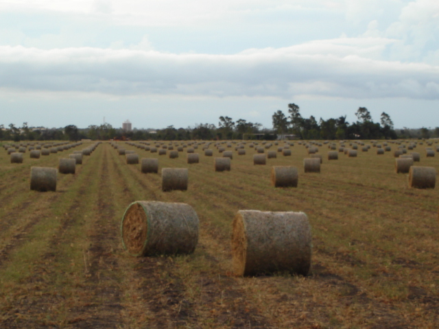 Round Bales