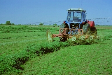 raking lucerne