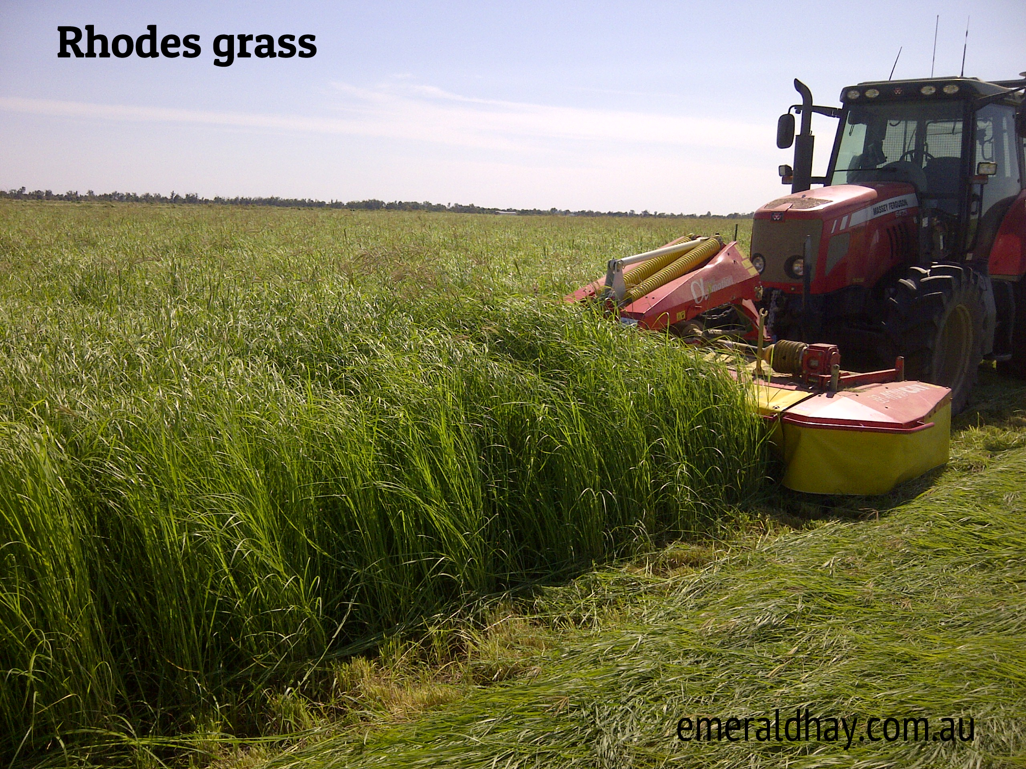 Emerald Hay